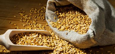 Post-harvest processing of grain